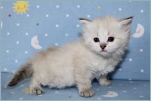 Female Siberian Kitten from Deedlebug Siberians